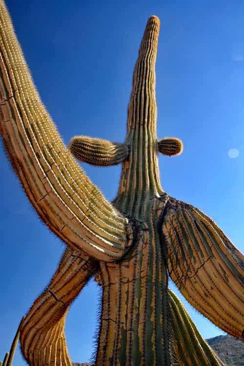 burned saguaro